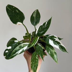 Philodendron white princess - 12cm diameter variegated houseplant