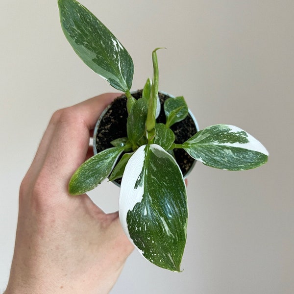 Philodendron white princess - Rare plant