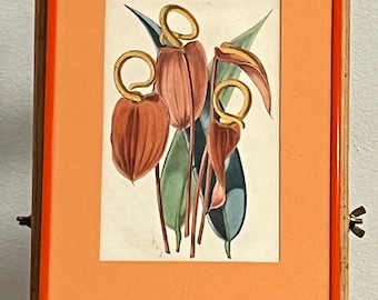 Antike seltene botanische Lithographie des aufgeführten Künstlers Walter Hood Fitch - Hand coloriert - gerahmt