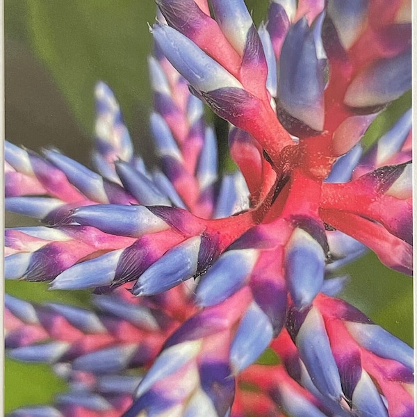 Pink and Purple Bromeliad.  Blank 5x7 Note Card with Envelope