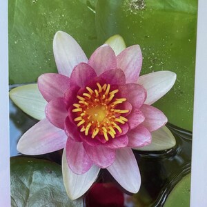 Pink Water Lily. Blank 5x7 Note Card with Envelope