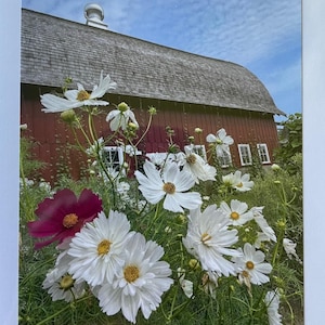 Cosmos with Barn. Blank 5x7 Note Card with Envelope