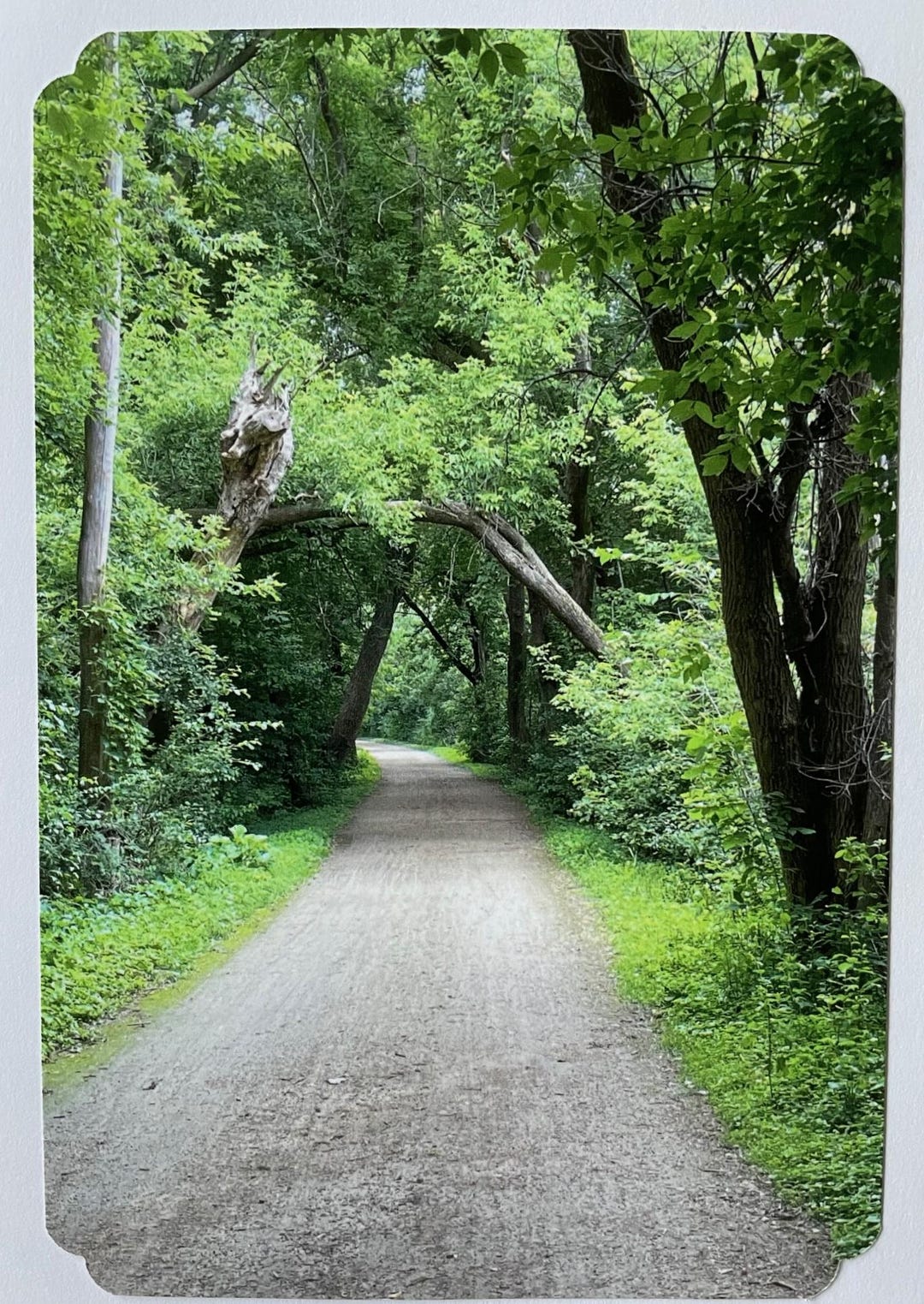 Luce Line Trail. Blank 5x7 Note Card With Envelope - Etsy