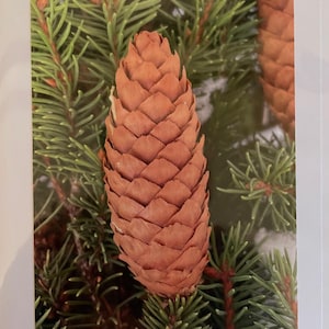 May include: A close-up image of a brown pine cone with a textured surface, set against a backdrop of green pine needles. The cone is in sharp focus, showcasing its intricate scale pattern. The needles are a vibrant green, creating a natural, earthy scene.