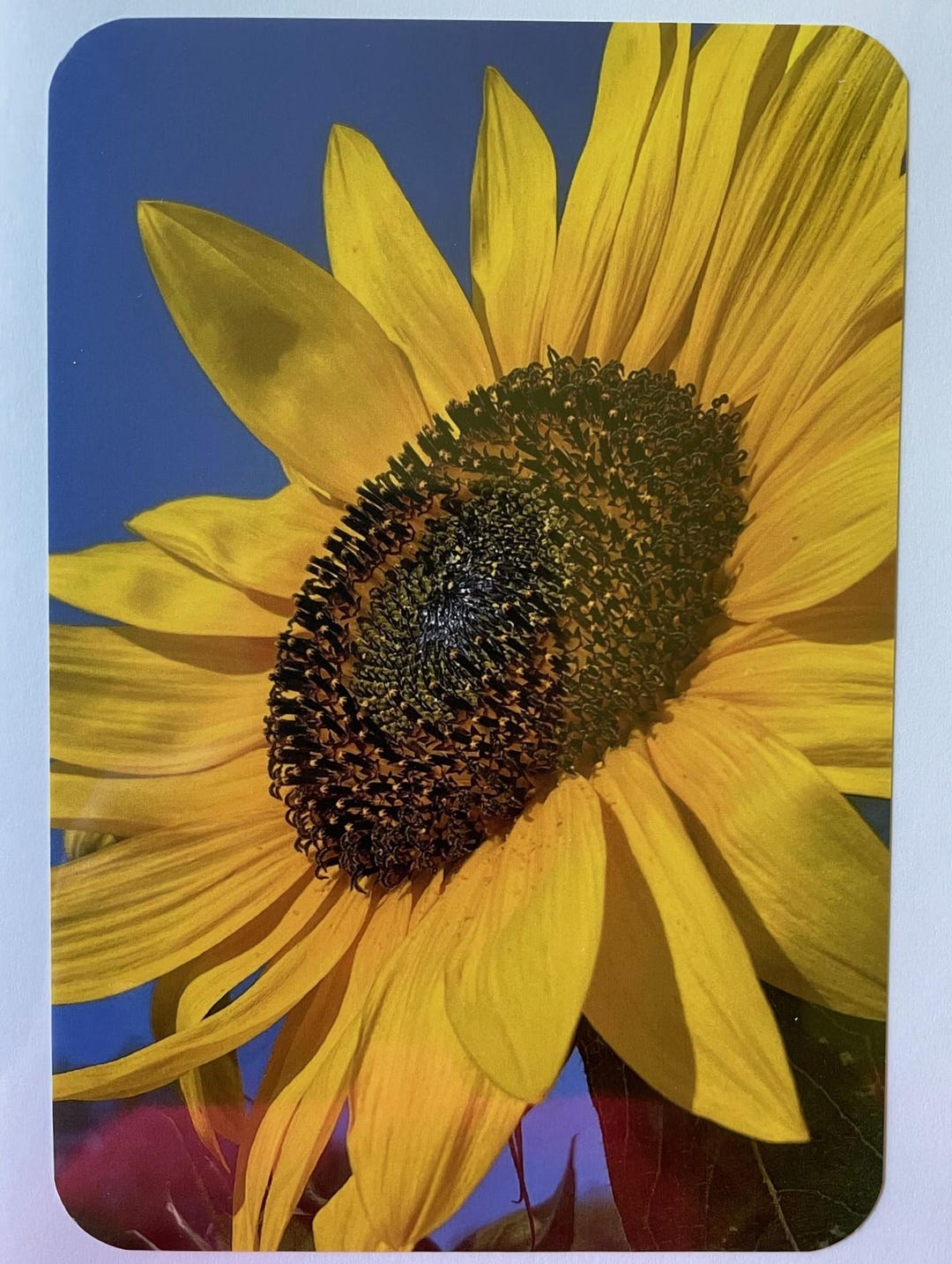 44. Sunflower Sky. Blank 5x7 Note Card With Envelope - Etsy