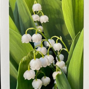 Könnte beinhalten: Nahaufnahme einer Grußkarte mit weißen Maiglöckchenblüten und grünen Blättern. Die glockenförmigen Blüten hängen nach unten. Die Blätter sind groß und leuchtend grün. Die Karte hat einen weißen Rand.
