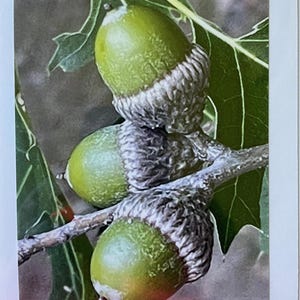 Peut inclure: Gros plan de trois glands verts avec des chapeaux texturés, attachés à une branche avec des feuilles vertes. Les glands présentent un dégradé de teintes vertes et brunes. L'arrière-plan est flou.