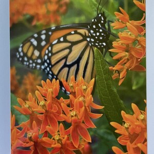 Monarch in Butterfly Weed. Blank 5x7 Note Card with Envelope