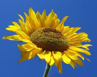 Sunflower test product