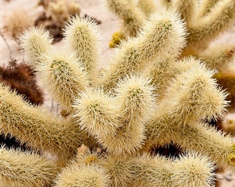 Teddy Bear Cholla Cactus or Cylindropuntia bigelovii (3 cuttings)