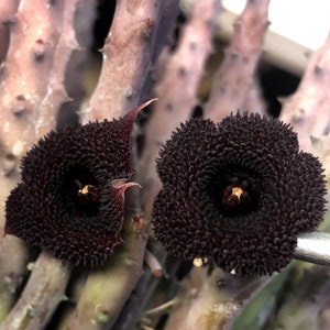 Huernia Pendurata Stapelia starfish flower Cactus Succulent Orbea 1 3"+ cutting