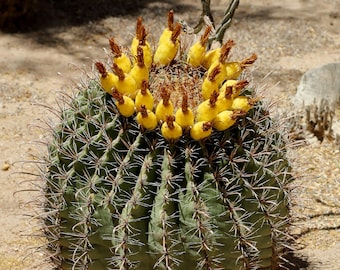 Fishhook Barrel Cactus or Ferocactus wislizeni (20 Seeds)