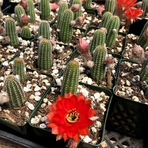 Echinopsis huascha var. grandiflora, Red Torch Cactus or Desert's Blooming Jewel image 2