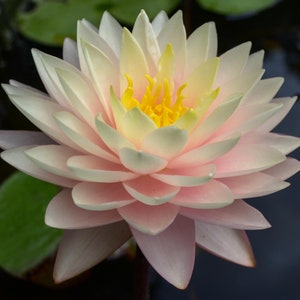 Blushing Bride Nymphaea Winter Hardy Water Lily 3 pack, Pond plants, pond lilies, water garden plants, lilies, lotus, floating plants