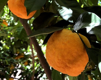 Bitter Orange, Seville Orange, Sour Orange, Zhi Shi or Citrus × aurantium (10 seeds)