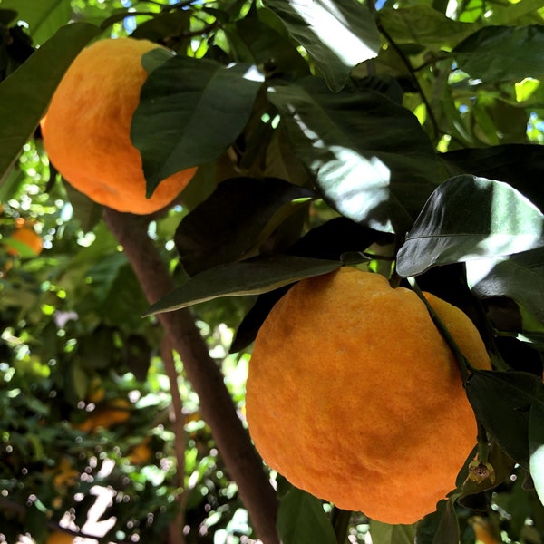 Bitter Orange, Seville Orange, Sour Orange, Zhi Shi or Citrus × aurantium (10 seeds)