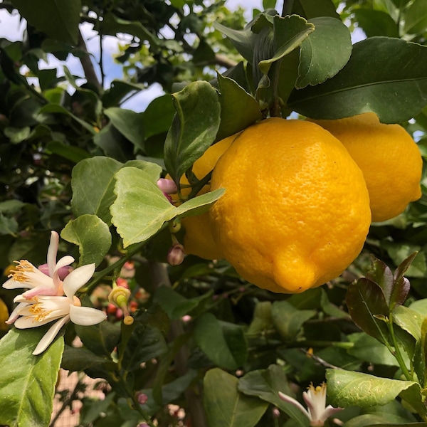 Lisbon Lemon or Citrus limon (10 seeds)