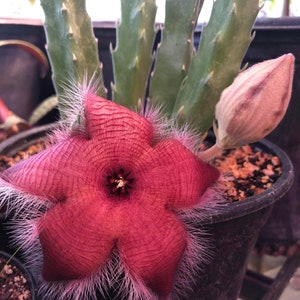 Stapelia Grandiflora or Giant Toad Plant Cutting
