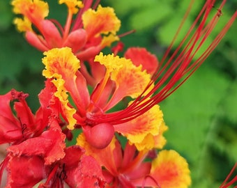 Mexican Bird of Paradise Caesalpinia pulcherrima Organic Handpicked seeds 10 pack