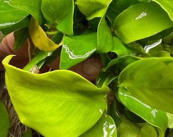 Anubias Golden Nana, Barteri, Anubias Nana "Gold", Golden Anubias Nana, Yellow Anubias (2 pack of plants)