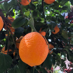 May include: Close-up of a bright orange citrus fruit hanging from a tree branch. The fruit has a rough, textured skin and is surrounded by green leaves.