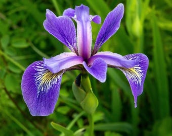 Blue Iris, Blue Flag Iris, Iris versicolor, 6 pack of plants, Bog Plant, Iris Plants, Iris for Ponds, plants for ponds, water garden plants