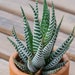 see more listings in the Cactus and Succulents section