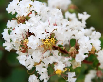 White Crape Myrtle Lagerstroemia indica Organic Hand Collected Seeds 10 pack