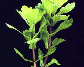 Mexican Oak Leaf or Shinnersia Rivularis Bunched Aquatic Plant (pack of 3 Bunches)