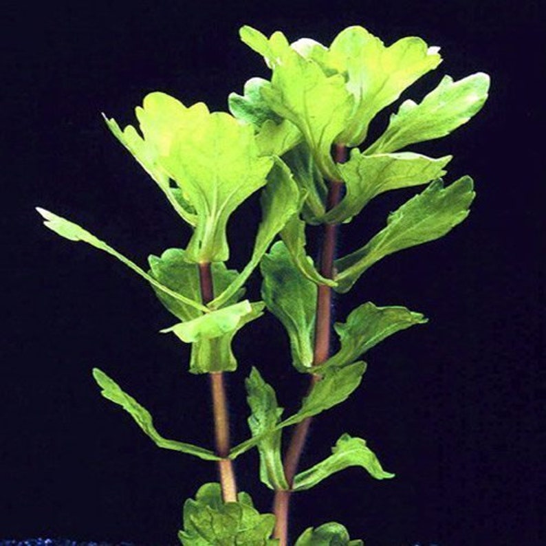 Mexican Oak Leaf or Shinnersia Rivularis Bunched Aquatic Plant pack of 3 Bunches image 1