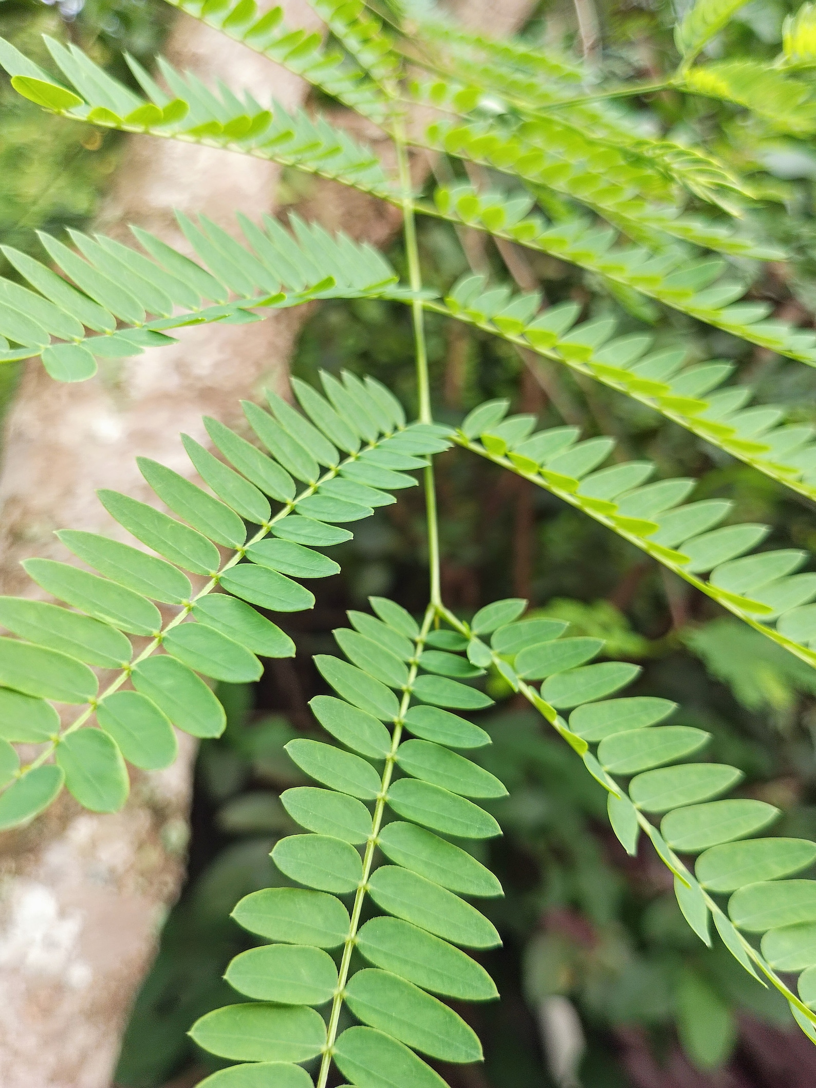 Leed Tree Organic Lead Tree Leucaena Leucocephala 20 Seeds - Etsy