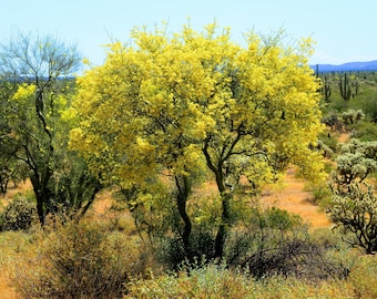 May include: A Palo Verde tree in full bloom with vibrant yellow flowers stands prominently in a desert landscape. The tree features a dark, branching trunk and dense foliage, surrounded by various cacti and dry shrubs under a clear blue sky.