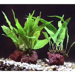 May include: Two vibrant green aquatic plants with long, slender leaves are rooted in reddish-brown rock formations. The plants are set against a dark background, with small pebbles at the base, creating a natural underwater scene.