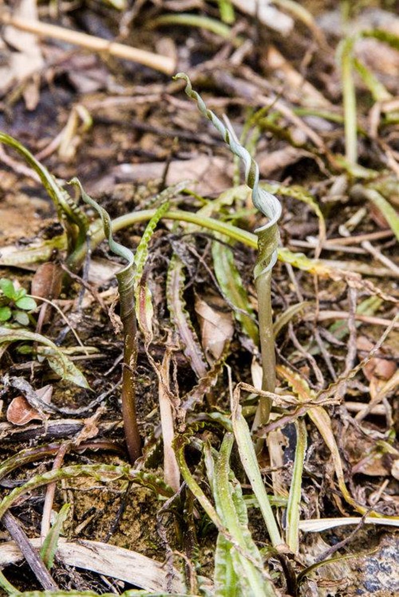 Op de afbeelding: Een close-up van een groene plant met een gekrulde stengel die uit de grond groeit. De plant wordt omringd door bruine en groene bladeren en takjes.