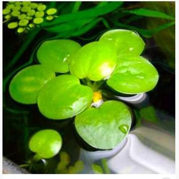 American Frogbit or Limnobium Spongia Floating Plant (pack of 3 plants)