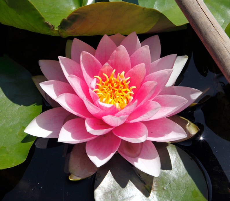 AZ Gardens Water Lily