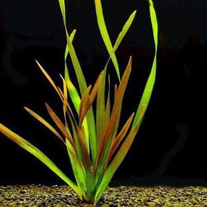 Vallisneria Red Jungle or Vallisneria americana Freshwater Aquarium Plant (pack of 5 individual plants)