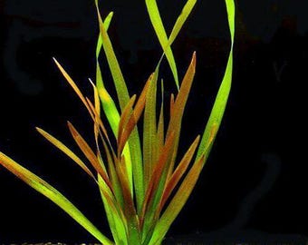 Vallisneria Red Jungle or Vallisneria americana Freshwater Aquarium Plant (pack of 5 individual plants)