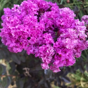May include: Close-up of a vibrant cluster of purple crepe myrtle flowers. The ruffled petals create a textured appearance, with dark foliage in the background. The flowers are in full bloom, showcasing their rich color and intricate details.