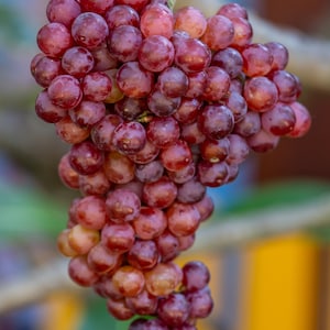 Purple grape, Vitis vinifera, also known as the common grape and European wine grape 10 hand collected seeds
