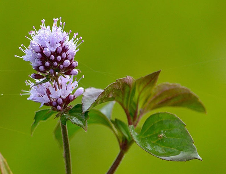 AZGARDENS Aquatic Mint