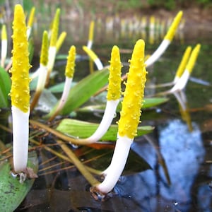 May include: Close-up of yellow-tipped, white-stemmed plants emerging from water. The yellow tips have a textured appearance. Green leaves and stems are also visible, with the water's surface reflecting the surrounding environment.