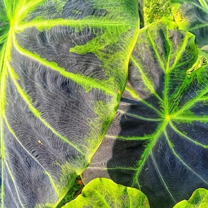 Taro Imperial or Colocasia esculenta ‘Illustris’ 6 pack of Tropical Pond Marginal Bog Plant, Taro Plants, Taros for Ponds, Taro Bog Plants