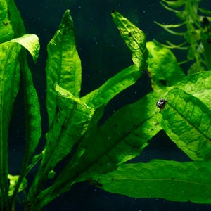 Java Fern Mat 3x5 Microsorium Pteropus, Narrow Leaf Java Fern Freshwater Aquarium Plant