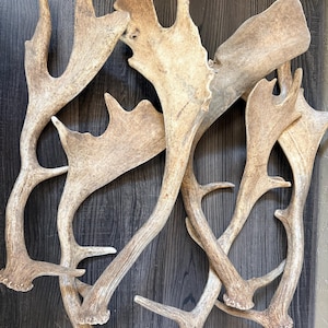 May include: A collection of four natural, light brown deer antlers arranged in a cluster. Each antler features a distinct branching structure with a wide, flattened palmated section at the top and a textured, rounded base where it attaches to the skull.