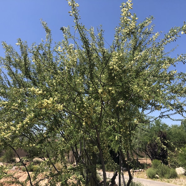 Catclaw Acacia 10 seeds, Senegalia greggii, Wait-a-minute bush, acacia bush