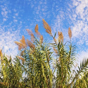Könnte beinhalten: Ein Feld mit hohen, goldbraunen Schilf, das sich sanft im Wind wiegt, vor dem Hintergrund eines strahlend blauen Himmels mit fluffigen weißen Wolken.