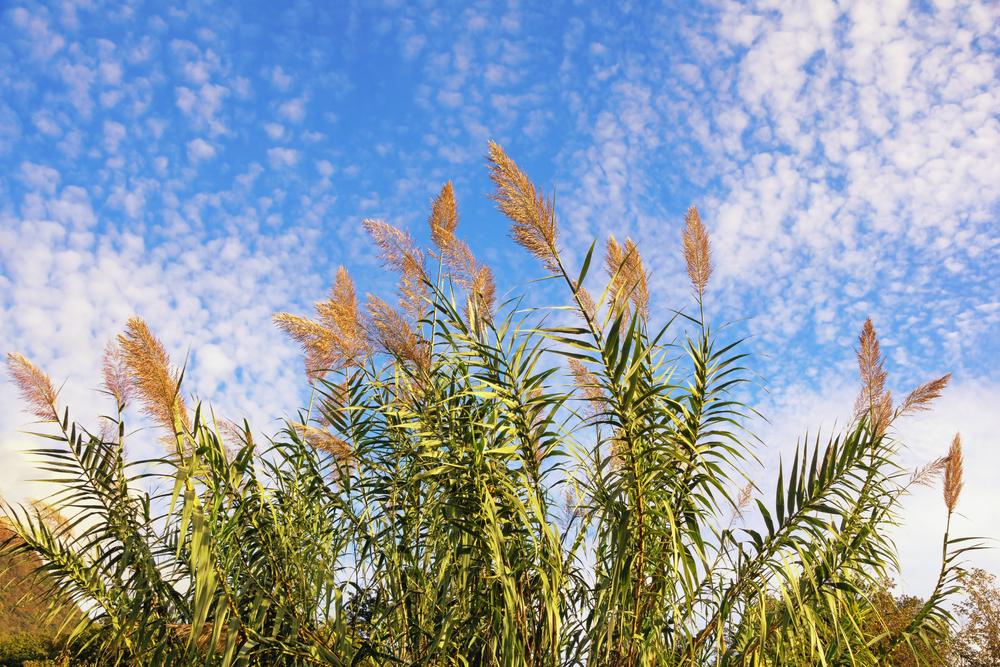 Regan Reed Colorado Giant Reed, Arundo Donax, Bamboo Reed, Giant Cane, Spanish Reed ...