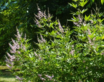 Lilac Chaste or Vitex Agnus-Castus Tree Chasteberry, Chaste tree, Chaste Tree Lilac Chastetree, Monk's Pepper, Texas lilac (20 Seeds)