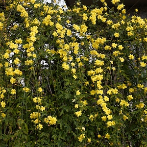 Primrose Jasmine, Chinese Jasmine, Jasminum primulinum, Jasminum mesnyi 6 cuttings 7 each image 9